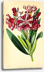 Постер Nerium Oleander Tangle