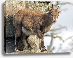 Постер Двое оленей на склоне горы