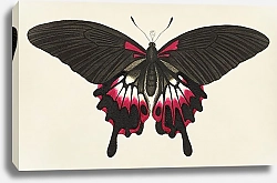 Постер Коричневая бабочка или Великая сумеречная бабочка с ласточкиным хвостом 