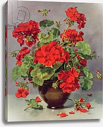 Постер Уильямс Альберт (совр) PB/273 Geranium in an Earthenware Vase