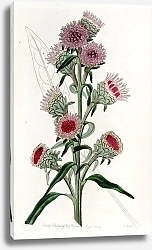 Постер Эдвардс Сиденем Large-flowered Liatris