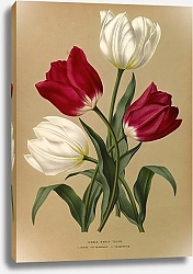 Постер Арендсен Арентина Одиночные ранние тюльпаны 1.Белый горшечный Баккер 2.Просперпин