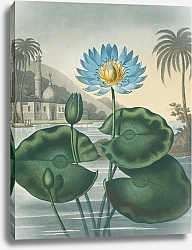 Постер Торнтон Роберт Голубая египетская водяная лилия