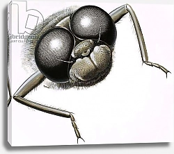 Постер Дэвис Р. (жив, дет) Close up of a dragonfly