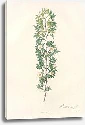 Постер Редюти Пьер Rosa Aciphylla