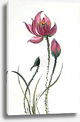 Постер Китайский цветок лотоса 2