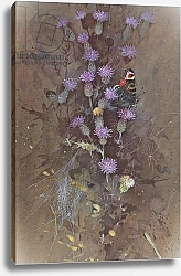 Постер Бенингфилд Гордон (1936-98) Peacock Butterfly on Mauve Thistle, from Beningfield's Butterflies pub.by Chatto & Windus, 1978