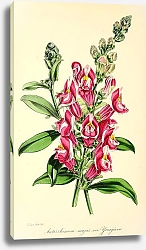 Постер Antirrhinum Majus, Youngianum