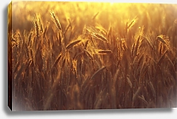 Постер Колоски зрелой пшеницы в золотом солнечном свете