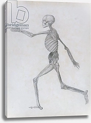 Постер Стаббс Джордж A Comparative Anatomical Exposition of the Structure of the Human Body, 1795-1806 2
