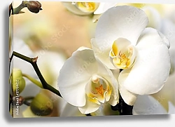 Постер Орхидеи 6