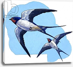 Постер Дэвис Р. (жив, дет) Swallows 3