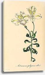 Постер Alstroemeria pelegrina alla