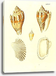 Постер Морские раковины 024