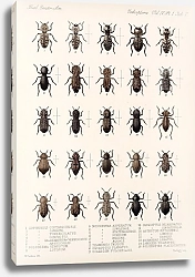 Постер Годман Фредерик Insecta Coleoptera Pl 097