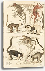 Постер Макгилливрей Уильям Lemur