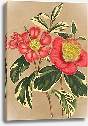 Постер Лемер Шарль Camellia japonica, sesanqua