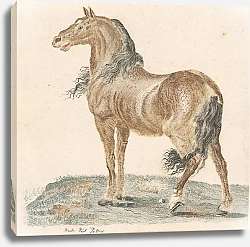 Постер Тейлер Иоханнес Ржущая лошадь