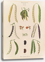 Постер Бенари Эрнст Фасоль – бегунок, Высокая почка или столбик