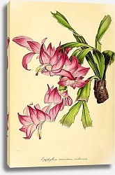 Постер Epiphyllum Truncatum Violaceum