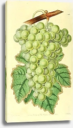 Постер Обыкновенный мускатный виноград