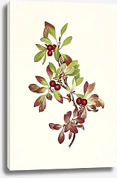 Постер Уолкотт Мари Ptarmiganberry. Arctous alpina
