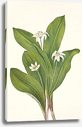 Постер Уолкотт Мари Queencup. Clintonia uniflora