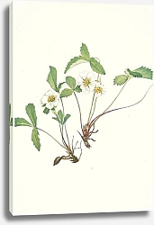 Постер Уолкотт Мари Pale Strawberry. Fragaria glauca