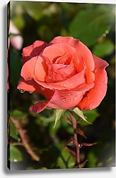 Постер Нежно-розовая роза в каплях росы