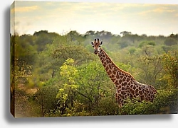 Постер Величие саванны