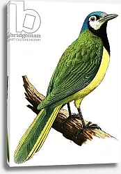 Постер Дэвис Р. (жив, дет) X for... Xanthoura luxuosa or American Jay