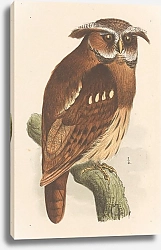 Постер Хойтема Тео Сова на ветке