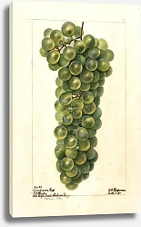 Постер Пассмор Дебора Витис: Савиньон Верт