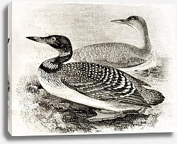 Постер Great Northern Loon (Gavia imber). Published on Magasin Pittoresque, Paris, 1850