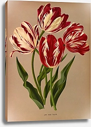 Постер Арендсен Арентина Поздние розовые тюльпаны