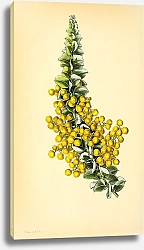 Постер Acacia Cultriformis