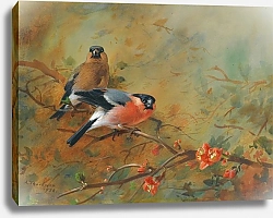 Постер Торнбурн Арчибальд (Бриджман) Bullfinches And Pyrus Japonica