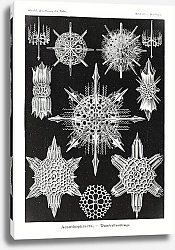 Постер Acanthophracta–Wunderstrahlinge