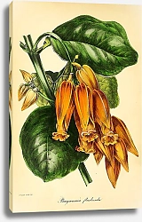 Постер Brugmansia Floribunda