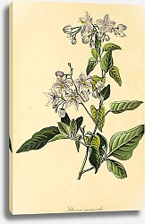 Постер Solanum Jasminoides
