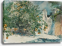 Постер Хомер Уинслоу Апельсиновые Деревья И Ворота