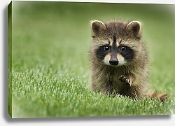 Постер Маленький енотик на зеленой траве
