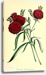Постер Dianthus Hendersonianus