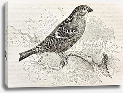 Постер Pine Grosbeak (Pinicola enucleator). Created by Kretschmer and Niedermann, published on Merveilles d
