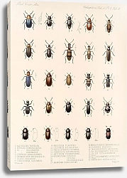 Постер Годман Фредерик Insecta Coleoptera Pl 095