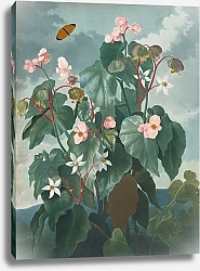 Постер Торнтон Роберт Бегония с косыми листьями