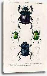 Постер Различные виды насекомых 2