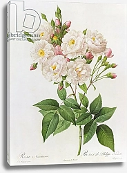 Постер Редюти Пьер Rosa Noisettiana, from'Les Roses', 19th century 9coloured engraving)