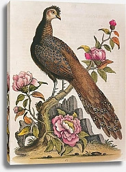 Постер Grey Peacock-pheasant (male)