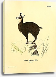 Постер Серна Antilope Rupicapra 1